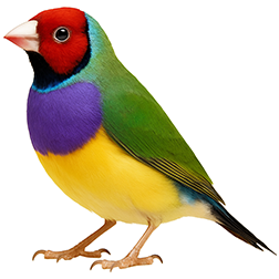 Gouldian Finch